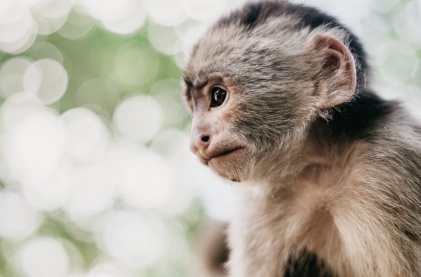  Zákaz prodeje divokých zvířat ve Vietnamu