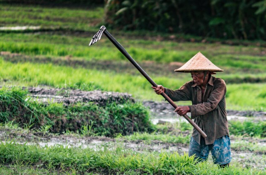  Pandemie zvýšila vývoz rýže z Vietnamu